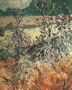 Vincent Van Gogh Thistles (nn04) Spain oil painting reproduction